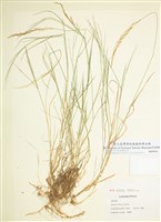 藏品(剪股穎屬)的圖片